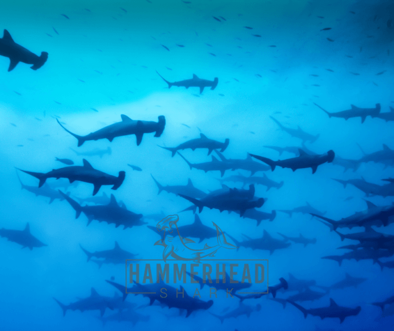 Migration in Hammerhead Sharks